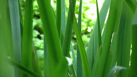 Close-up-of-bulrushes-growing-in-a-garden