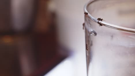 Ants-crawl-along-rim-of-glass-in-kitchen,-macro
