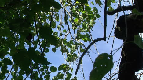 View-looking-up-through-leaves-of-a-mulberry-tree