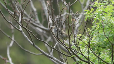 Japanischer-Buschsängervogel,-Der-Im-Wald-In-Der-Nähe-Von-Saitama,-Japan,-Brütet-Und-Singt---Nahaufnahme---Zeitlupe
