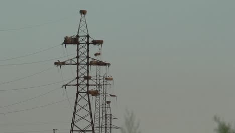 Row-of-electric-towers-with-white-storks-in-nests-at-sky-background