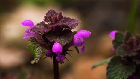 Purple-dead-nettle,-a-common-wild-plant-in-Europe-and-Asia,-with-edible-tops-and-leaves,-showed-while-blooming