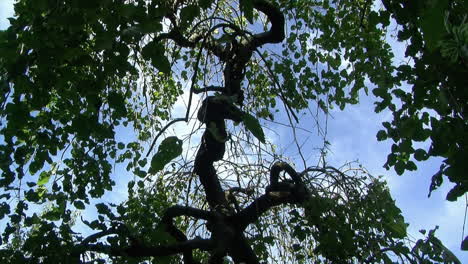 Low-angle-shot-of-mulberry-tree