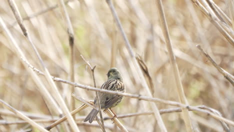 Small-Songbird-Black-faced-Bunting-Perched-On-Dried-Twig-Then-Flies-Away-During-Summer-In-Saitama,-Japan