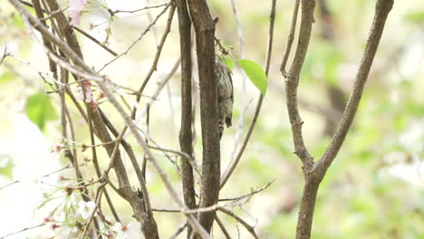 Pájaro-Carpintero-Pigmeo-Japonés-Trepando-A-Un-Cerezo-Con-Flores-En-Primavera