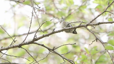 Japanese-Pygmy-Woodpecker-Perched-On-Tree-Branch-Pecking-For-Worm