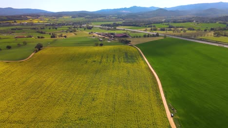 Aerial-images-with-drone-of-a-rapeseed-field-in-Llagostera-Gerona-Costa-Brava-Spain-zenith-shots-fluid-movements-European-crops-bike-rides
