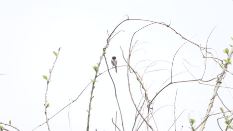 Long-tailed-Tit-Perching-On-The-Twigs-In-The-Forest-Near-Saitama,-Japan---wide,static-shot