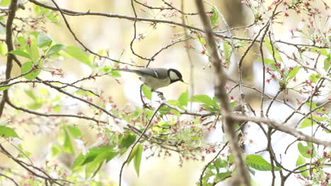 Japanese-Tit-Catching-and-Eating-Worm-Caterpillar-On-The-Tree-In-Saitama,-Japan---low-angle,-static-shot