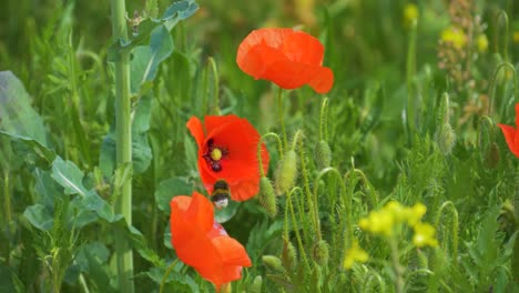 Big-bee-flying-in-slow-motion-from-one-red-flower-towards-another-wild-poppy-flower-with-depth-of-field-green-background