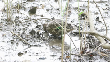 Green-Winged-Teal-Duck-Wading-And-Foraging-Food-In-The-Mud