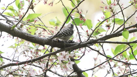 Japanese-Pygmy-Woodpecker-Catching-A-Worm-From-A-Branch-Of-A-Flowering-Tree-At-Daytime-In-Saitama,-Japan