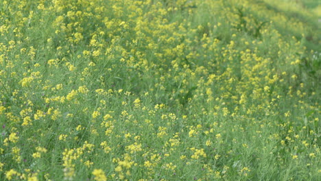 Campo-De-Flores-Amarillas-En-Flor-Con-Brisa-En-Una-Primavera-Soleada