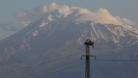Familia-De-Cigüeñas-En-Nido-En-Poste-Eléctrico-Y-Monte-Ararat-Cubierto-De-Nieve-En-Armenia