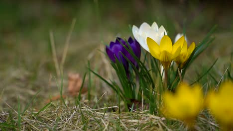 Group-of-croci-flowering-in-different-colors-and-heralding-spring