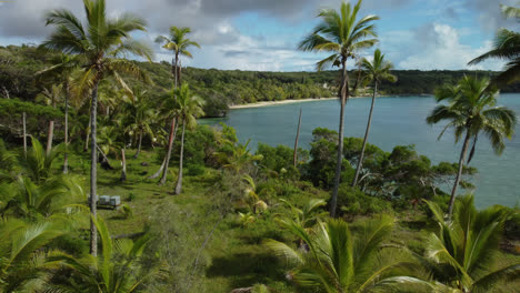 Aerial-view-going-forward-through-palm-trees,-on-Lifou-island---push-in,-drone-shot