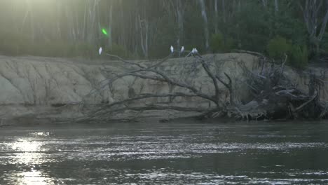 Natur-Im-Freien-Sonnenuntergang-Sonnenaufgang-Am-Fluss-Australien-Vögel-Kakadus-Camping