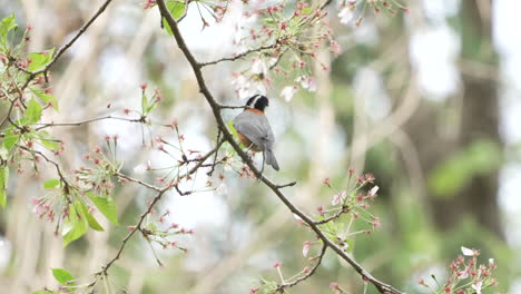 Varied-Tit-Wildlife-Scene-Perching-On-A-Flowering-Tree-Branch-Then-Took-Off-In-Saitama,-Japan