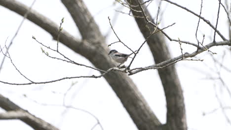 Long-tailed-Tit-Perching-On-Twigs-Then-Flew-Away-In-The-Forest-Near-Saitama,-Japan---low-angle,-static-shot