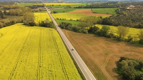 Aerial-circling-left-over-flowering-rapeseed-field-with-car-passing-on-simple-road