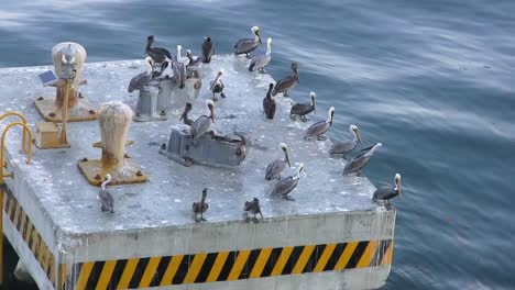 A-group-of-standing-pelicans-calmly-watch-the-water-for-fish