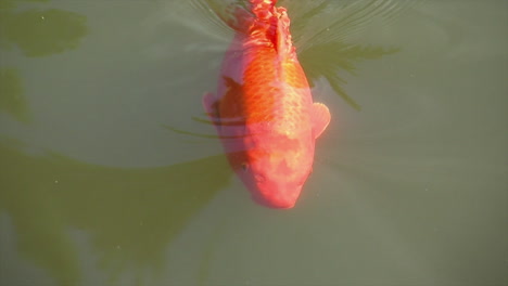 Orange-koi--swims-near-surface-of-pond