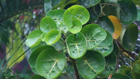 Grüne-Blätter,-Die-Wie-Schalen-Geformt-Waren,-Die-Vom-Heftigen-Regen-Nass-Waren