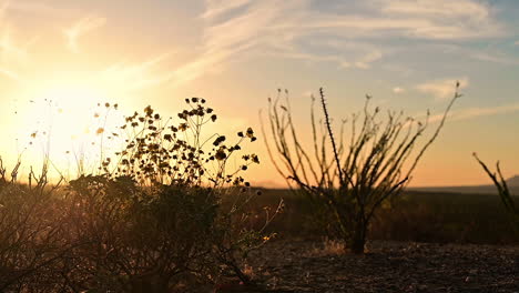 Silhouette-of-swaying-desert-plants-at-sunset