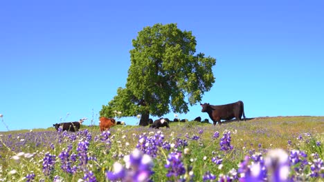 Herd-of-brown-and-black-dairy-milk-cows-and-bulls-staying,-laying-and-grazing-under-a-large-green-oak-tree-surrounded-by-California-Pipevine-wildflowers-on-a-grassy-hill-with-a-bright-sunny-blue-sky