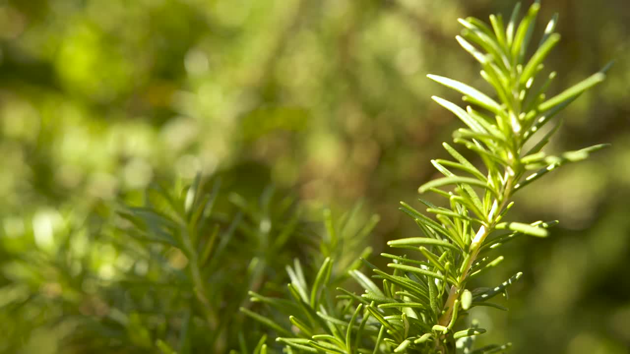 Premium stock video Fresh and green rosemary plant receiving sunlight, details of the bushy branch