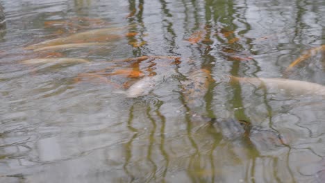 Koi-fish-swimming-in-pond-with-reflection-of-bare-trees-on-the-rippled-water-surface---close-up