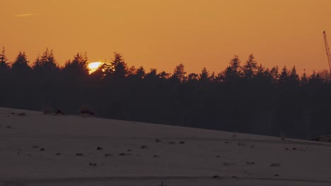 Goldener-Stundensonnenuntergang-über-Beekhuizerzand,-Driftendes-Sandgebiet-Im-Hoge-Veluwe-Nationalpark,-Gelderland,-Niederlande-Mit-Untergehender-Sonne-Und-Kiefern-In-Der-Silhouette