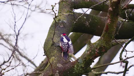 Great-Spotted-Woodpecker-Climbing-Up-Tree