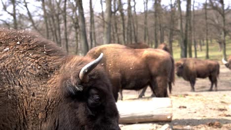 Huge-European-Bison-Drinking-Water-While-Other-One-Steps-Into-The-Frame