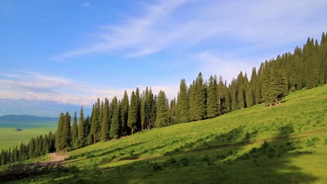 Beautiful-natural-landscape-of-coniferous-forest-on-green-mountain-slope