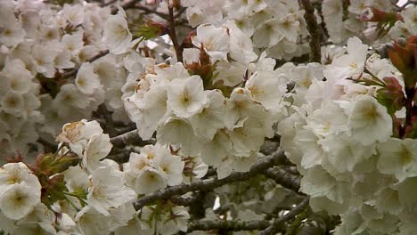 White-blossom-of-the-Spring-Cherry-Tree,-a-native-of-Japan-but-planted-throughout-the-UK-as-decorative-in-towns-and-villages