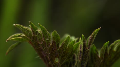 Macro-view-of-leaves-of-stinging-nettle