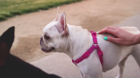 Beautiful-Happy-White-French-Bulldog-Puppy-Panting-And-Looking-Around-The-Park