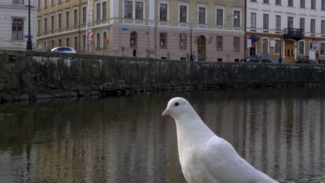 A-white-dove-in-front-of-Vallgraven-City-Moat-in-Gothenburg,-Sweden,-wide-shot