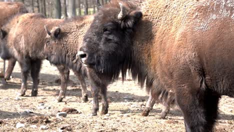 Huge-Female-Bison-Licking-It's-Face-On-A-Sunny-Day,-SLOMO