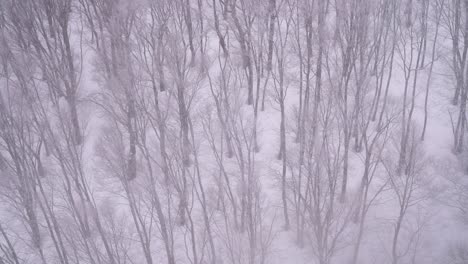 Slow-motion-view-of-barren-trees-in-eerie-winter-forest