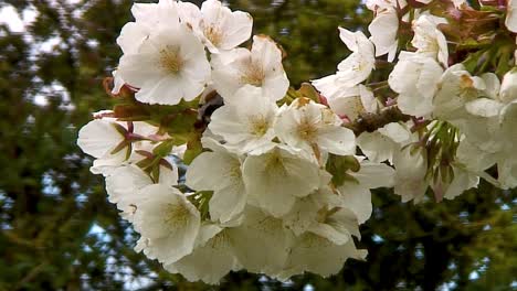 Baumhummel,-Bombus-Hypnorum,-Sammelt-Pollen-Aus-Der-Blüte-Des-Frühlingskirschblütenbaums