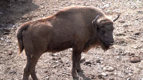 Single-Bison-Standing-On-The-Ground-And-Staring