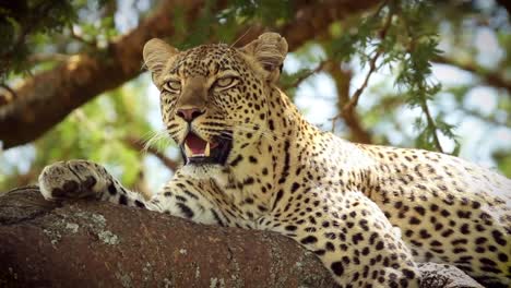 Wild-African-leopard-with-huge-fangs-Panting-while-resting-on-shady-tree,-wildlife-predators