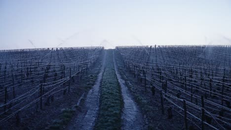 Sprinklers-spraying-the-plants-with-water-to-protect-them-from-the-cold-in-the-Vineyards-of-Chablis,-France