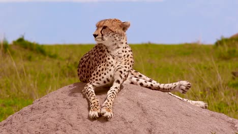 Wild-African-Cheetah-with-beautiful-spotted-fur-rest-on-boulder-with-grass-background-scanning-area-around-with-keen-eyesight,-masai-mara-wildlife