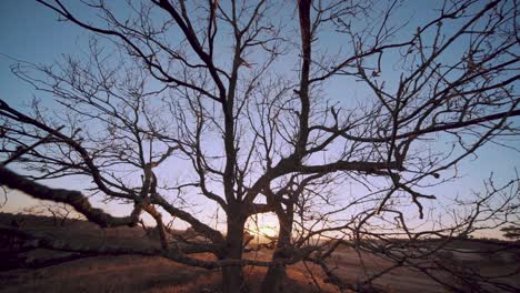 Sunset-sunlight-through-symmetrical-naked-tree-on-cold-winter-dusk-at-Veluwe-national-park-Netherlands,-tilt-down
