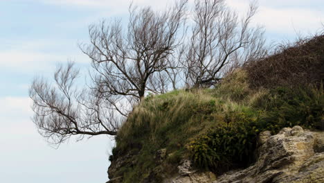 Lonely-tree-growing-on-rocky-cliff-slopeside,-slow-zoom-out-shot
