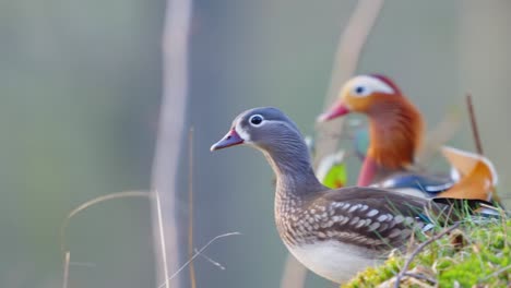 Pair-Of-Mandarin-Ducks-Perched-Looking-Out