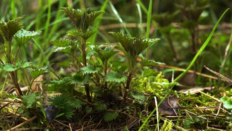 Clump-of-young-stinging-nettles,-weed-commonly-used-in-herbal-medicine